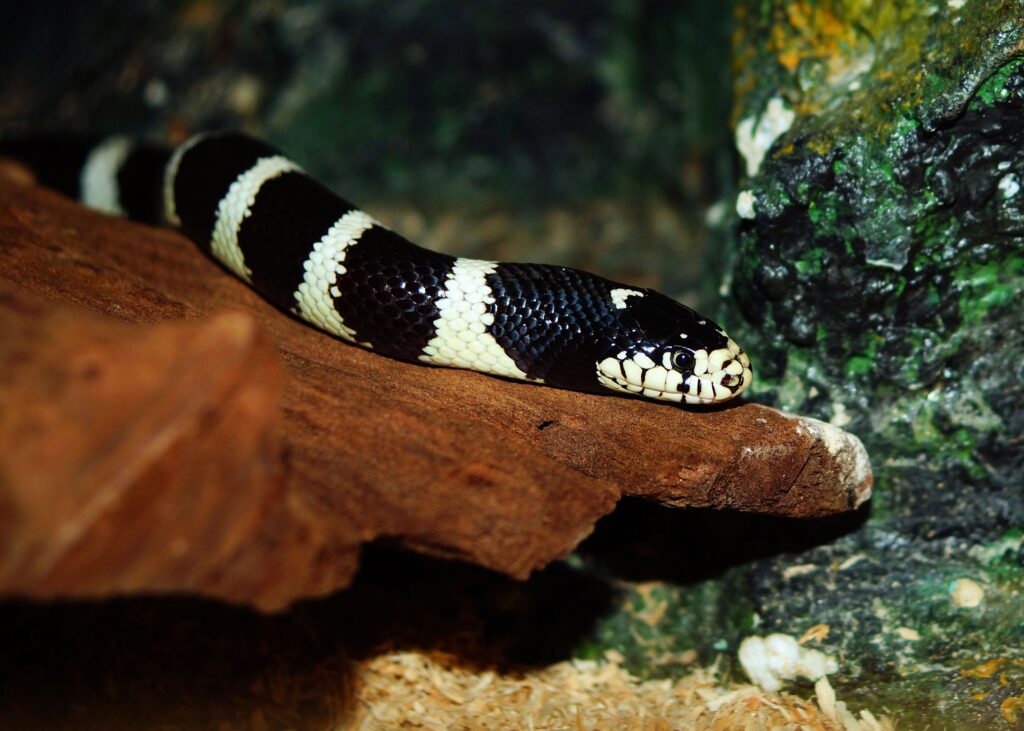 california kingsnake
