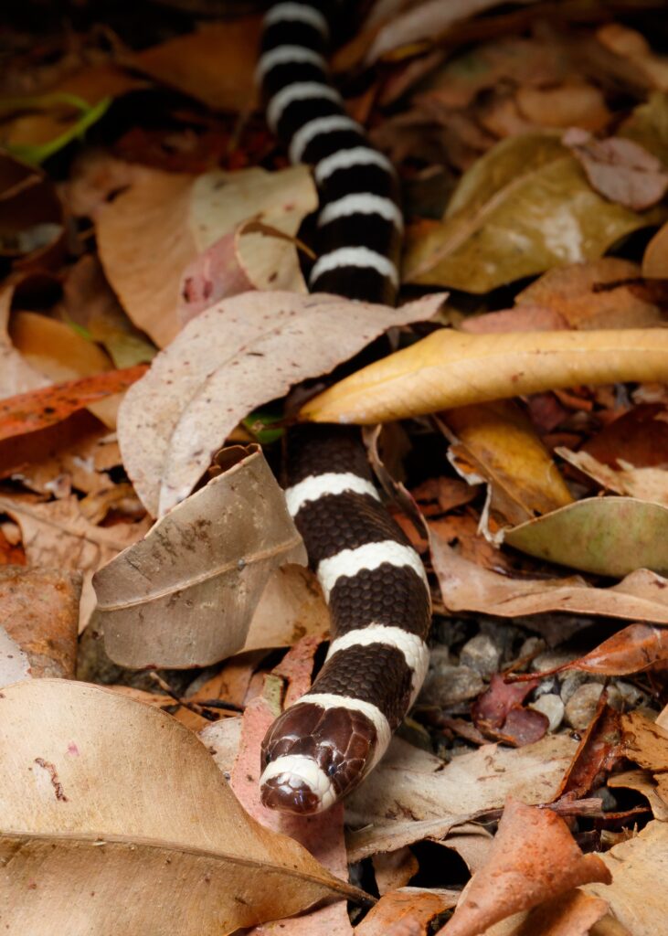 california kingsnake
