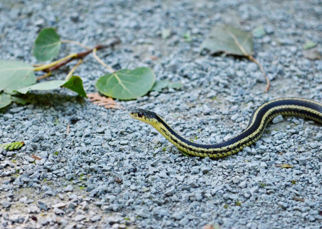 gartersnake in california 