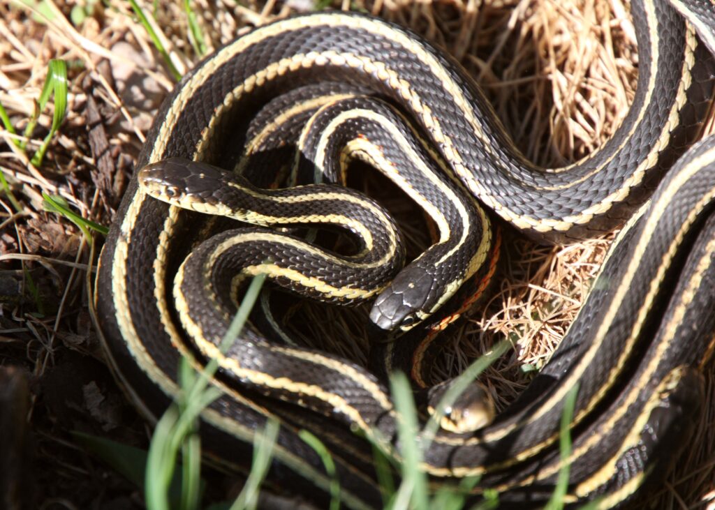 gartersnake in california 