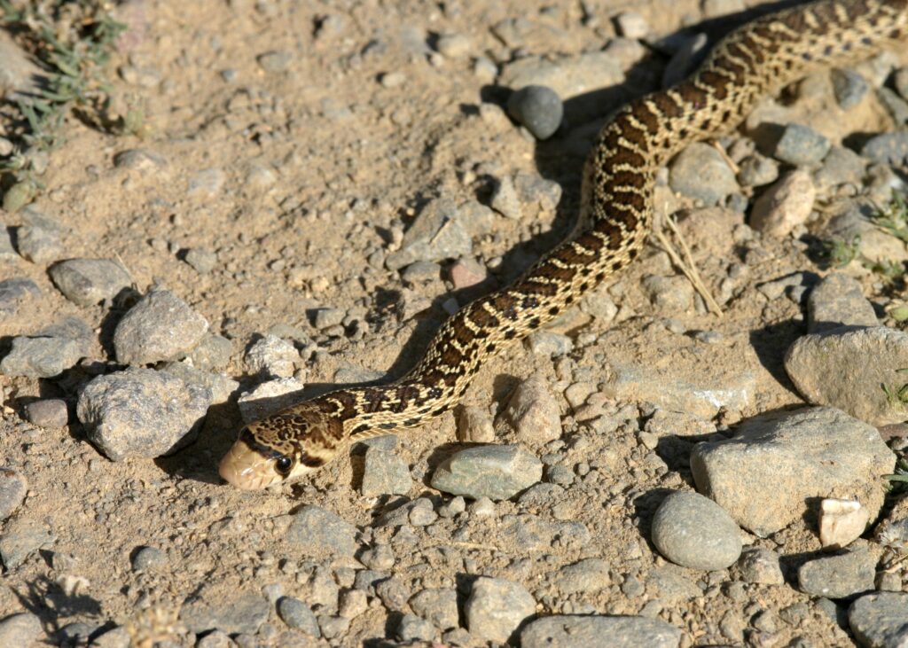 gophersnakes in california 