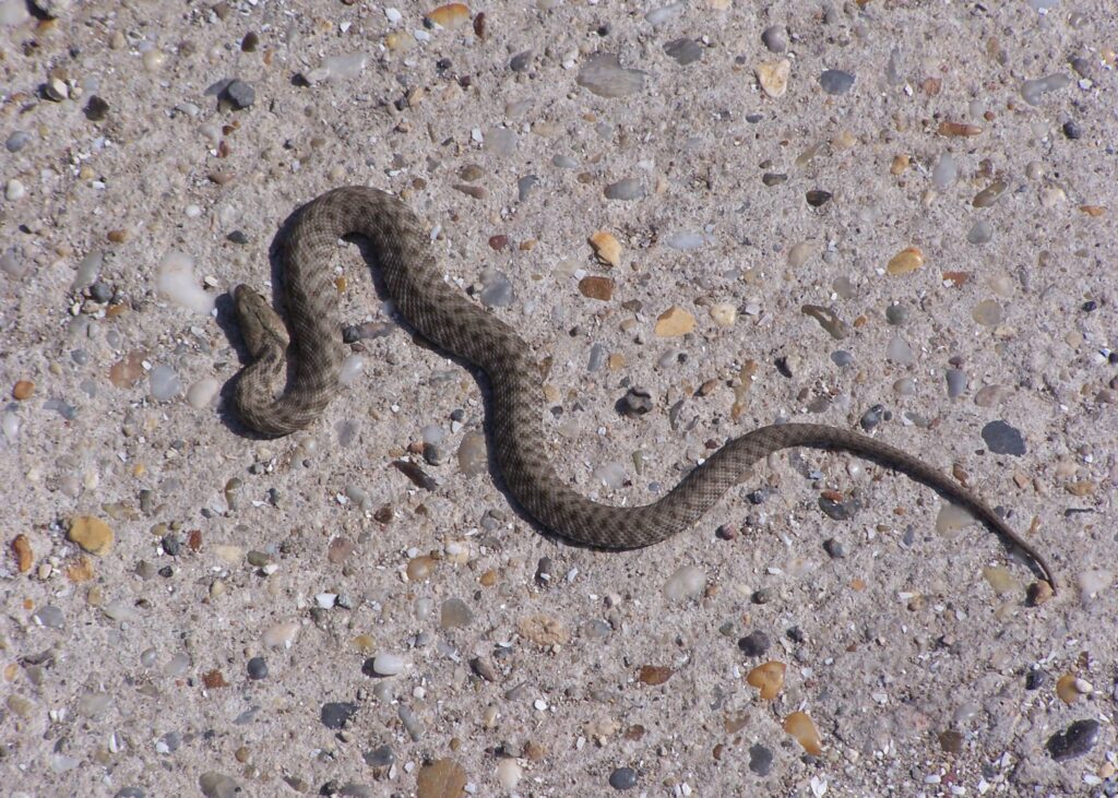 gophersnakes in california 