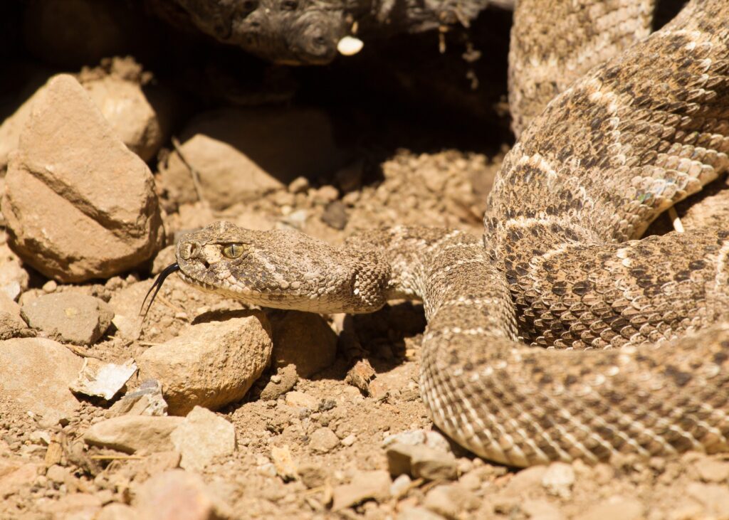 how to avoid rattlesnakes while hiking 