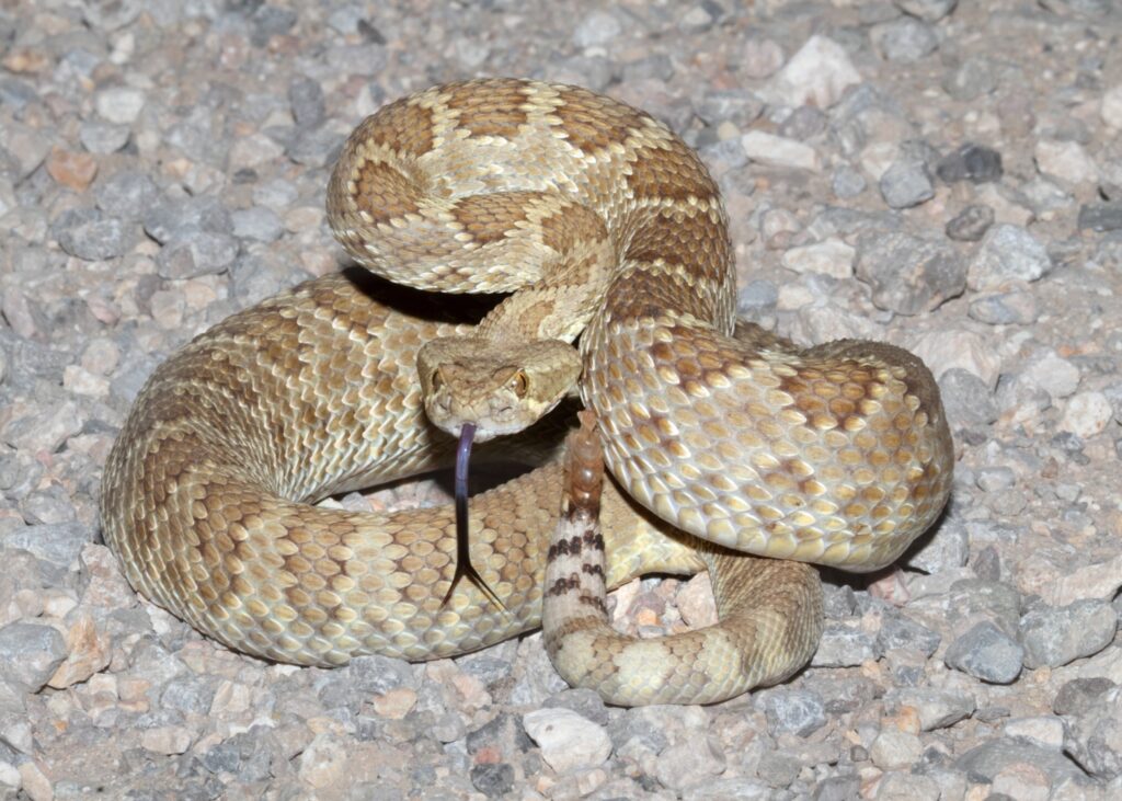 how to avoid rattlesnakes while hiking 